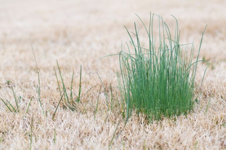 Want to Revive Dormant Grass? Follow These Effective Tips Business